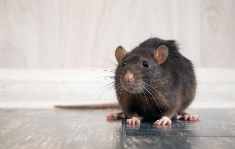 Comment faire fuir les rats?