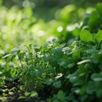 Légume en H