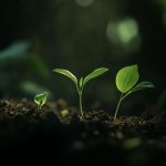 Potager en juin
