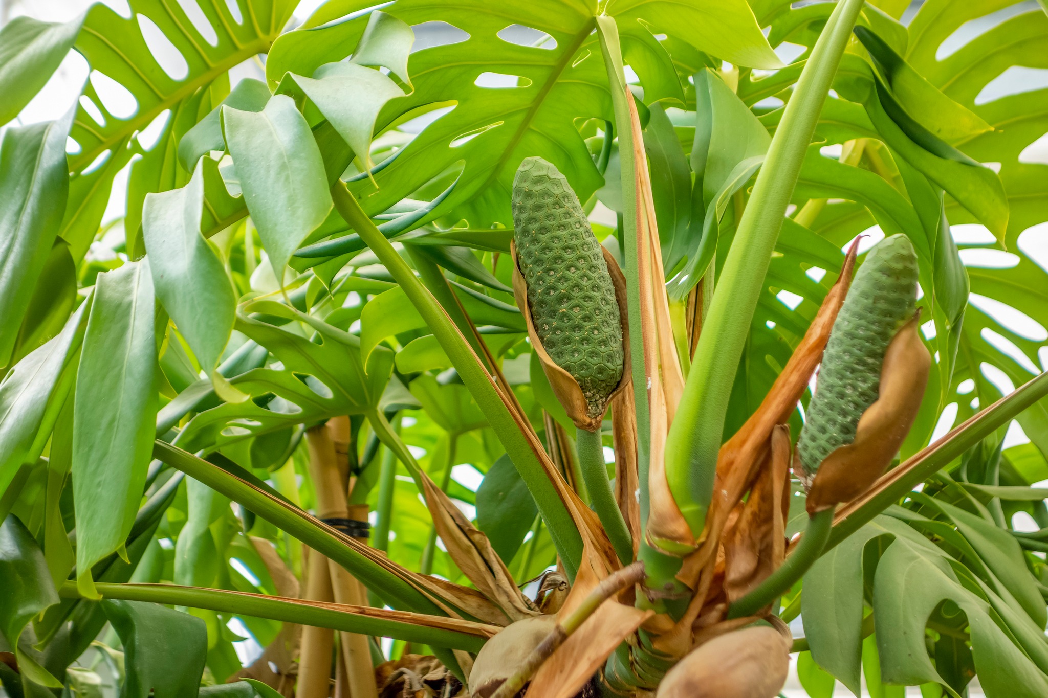 Ceriman plant: secrets and tips for successfully growing this exotic indoor plant